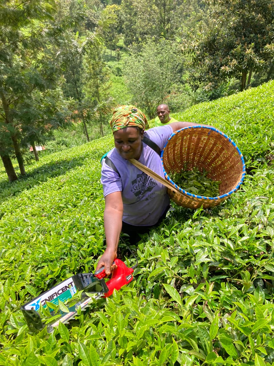 Tea Farm Machinery